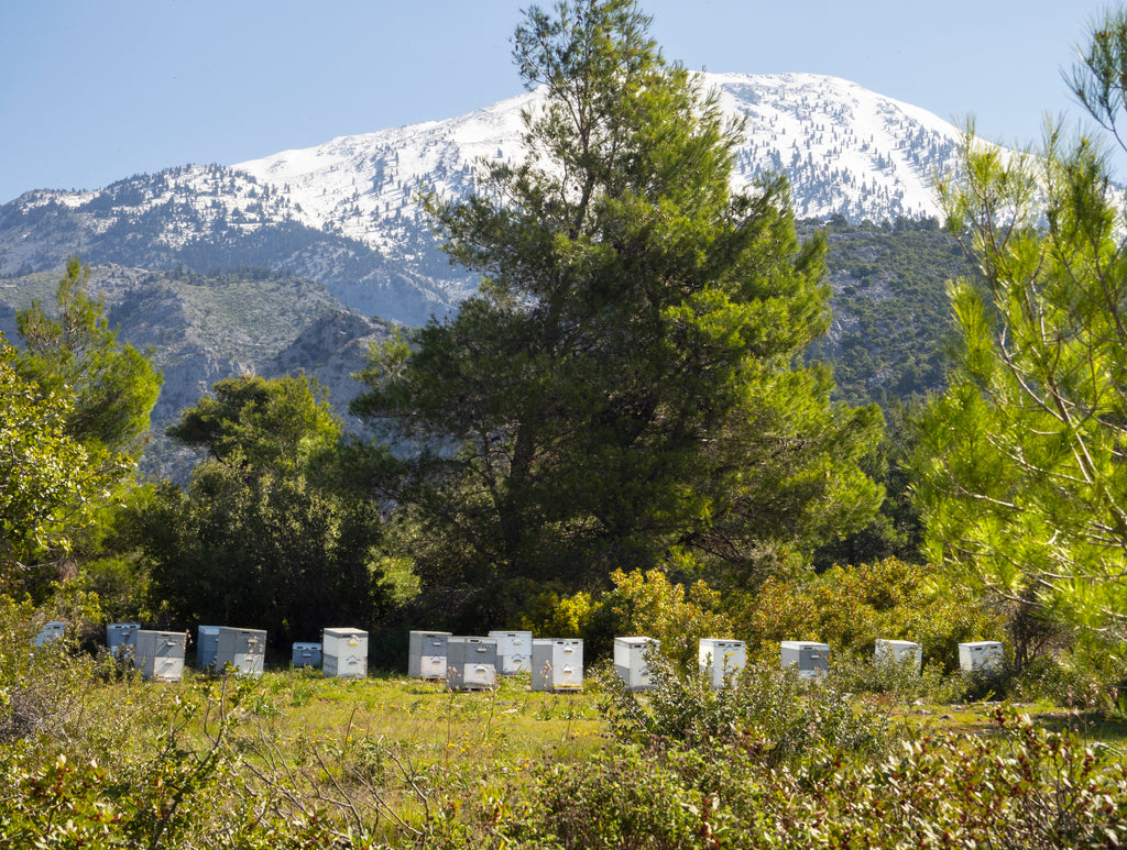 Klio Greek beehives among the pine trees in front of a snow covered mountain in Greece