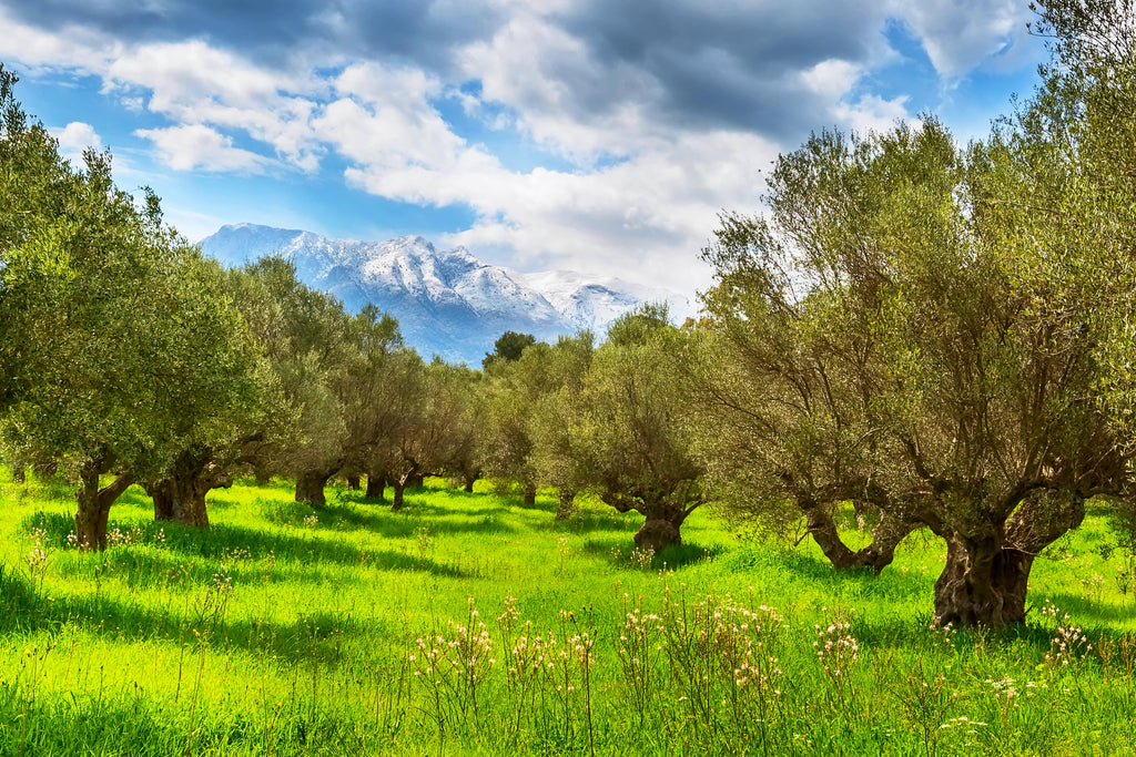 Klio Greek olive trees in early spring with a snow covered mountain in the background