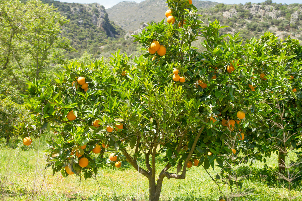 Greek Orange Blossom Honey - Sparta Valley 16oz